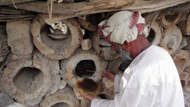 Beekeeping in Oman